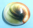 Opercule
