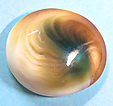 Opercule