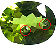 P�ridot � Inclusions
