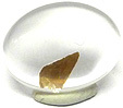 Quartz � Biotite