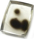 Quartz Dalmatien