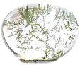 Quartz � Hedenbergite