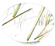 Quartz à Rutile Quartz à Rutile