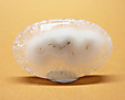 Quartz Solaire