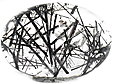 Quartz à Tourmaline Quartz à Tourmaline