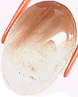 Quartz Bicolore