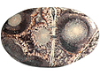 Rhyolite �il d'Oiseau