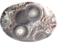 Rhyolite �il d'Oiseau