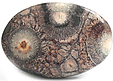 Rhyolite �il d'Oiseau