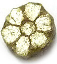 Sakura Ishi ou Cerasite