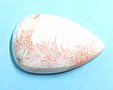 Scolecite Scolecite