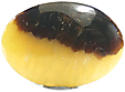 Septaria