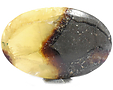 Septaria Septaria