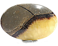 Septaria Septaria
