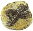 Staurolite