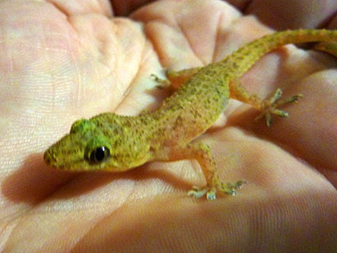gecko au sri lanka