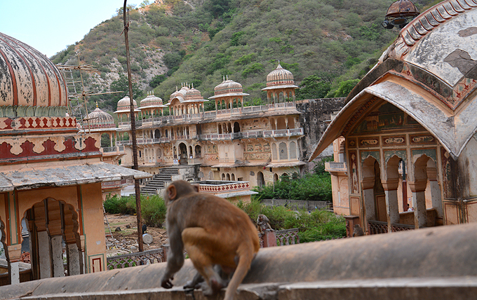 palais aux singes jaipur