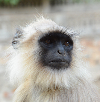singe jaipur