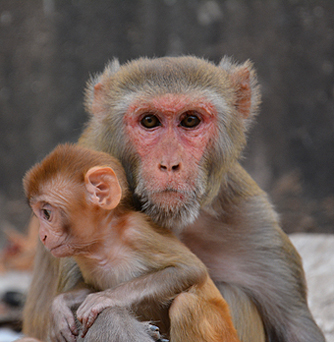 singe jaipur