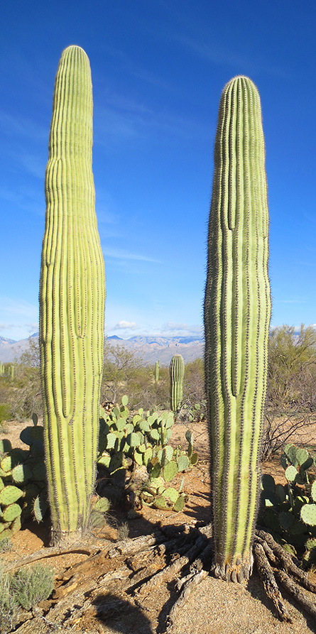 cactus arizona tucson
