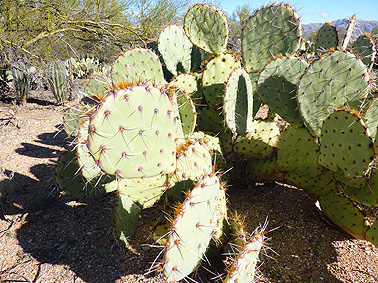 cactus arizona tucson