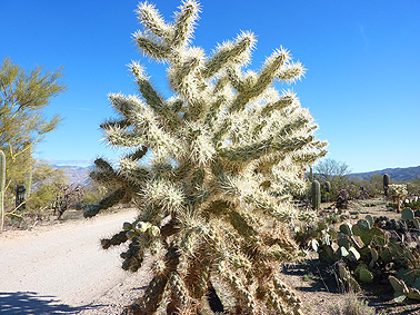 cactus arizona tucson
