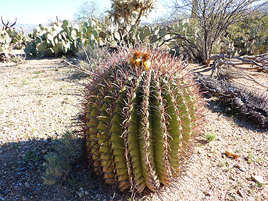 cactus tucson arizona