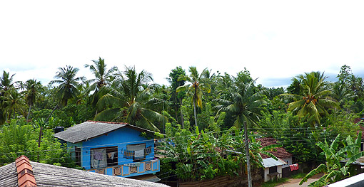 v&eacute;g&eacute;tation luxuriante Galle - Sri Lanka